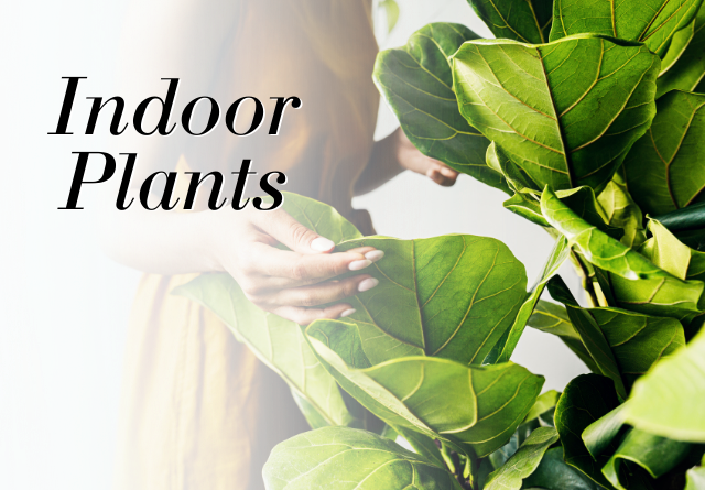 Indoor Plants