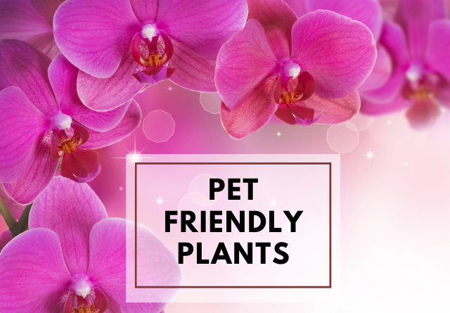Pet friendly plants