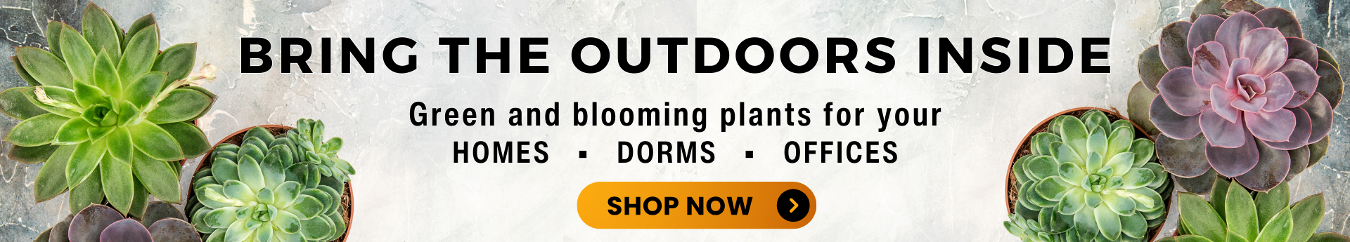 Shop Green and Blooming plants